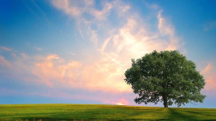 Fresh Nature In Greenery